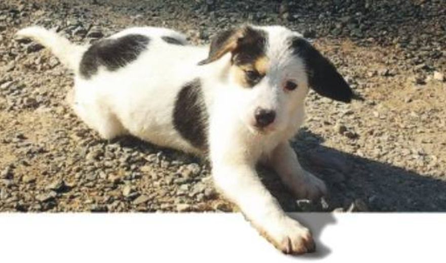 Applicazione Microchip - Mercoledì 25 novembre dalle 9 presso l’Ex ambulatorio Comunale in Via Don Minzoni n. 109