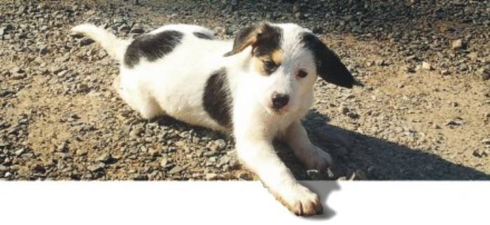 Applicazione Microchip 